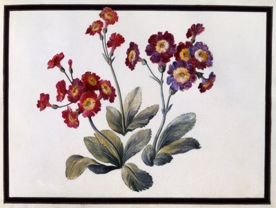 Auricula by Claude Aubriet
